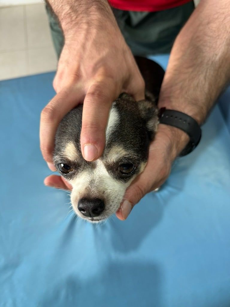 Mãos aplicam uma técnica osteopática na cabeça de um cão de pequeno porte, sobre a maca.